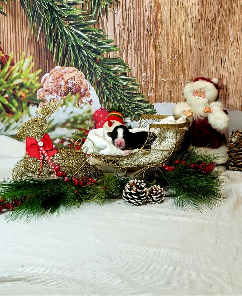 Schneeholzboden Weihnachtsfotografie Hintergründe DBD-19319
