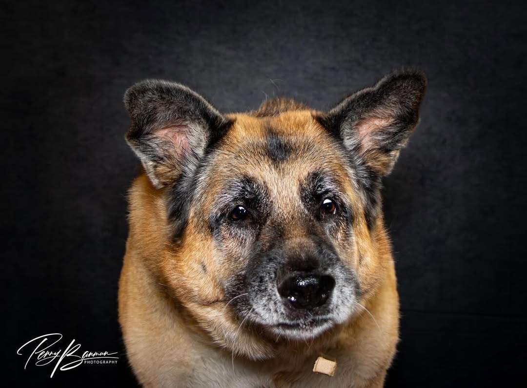 Dunkler Abstrakter Beschaffenheits-Hintergrund für Fotografie D87