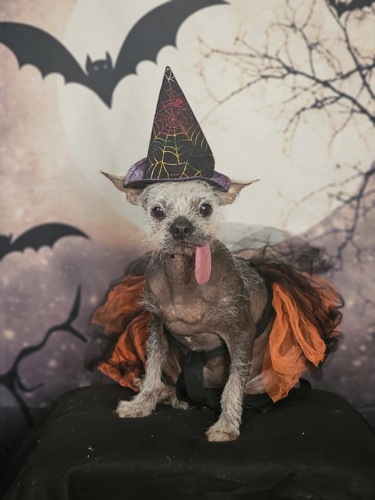 Halloween Hintergründe Festival Hintergründe Nacht Hintergrund Mond und Fledermäuse Hintergrund DBD-H19004