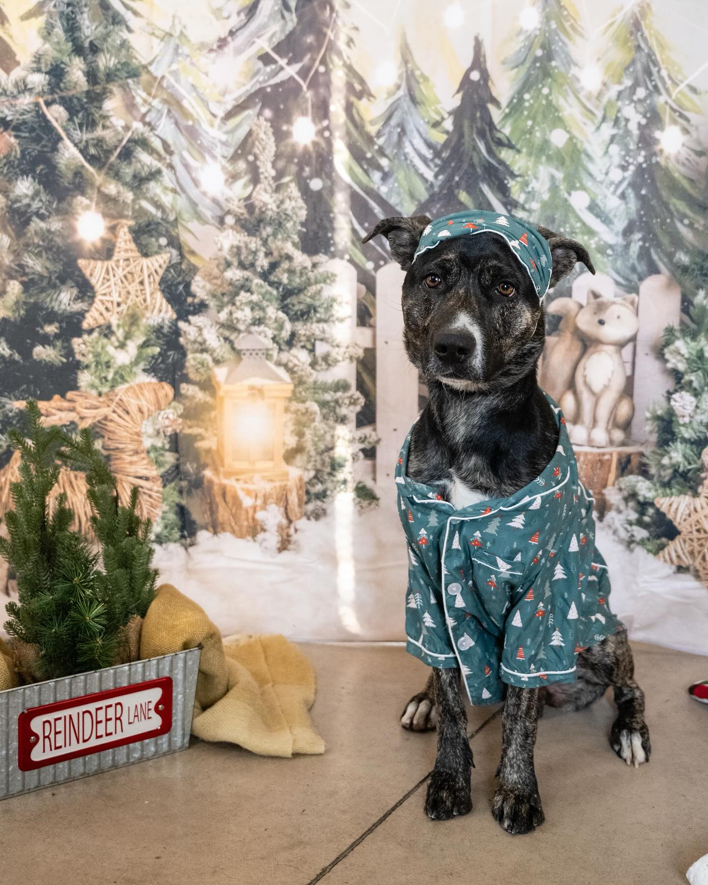 Verschneiter Wald Elch Weihnachtsfotografie Hintergrund M6-90