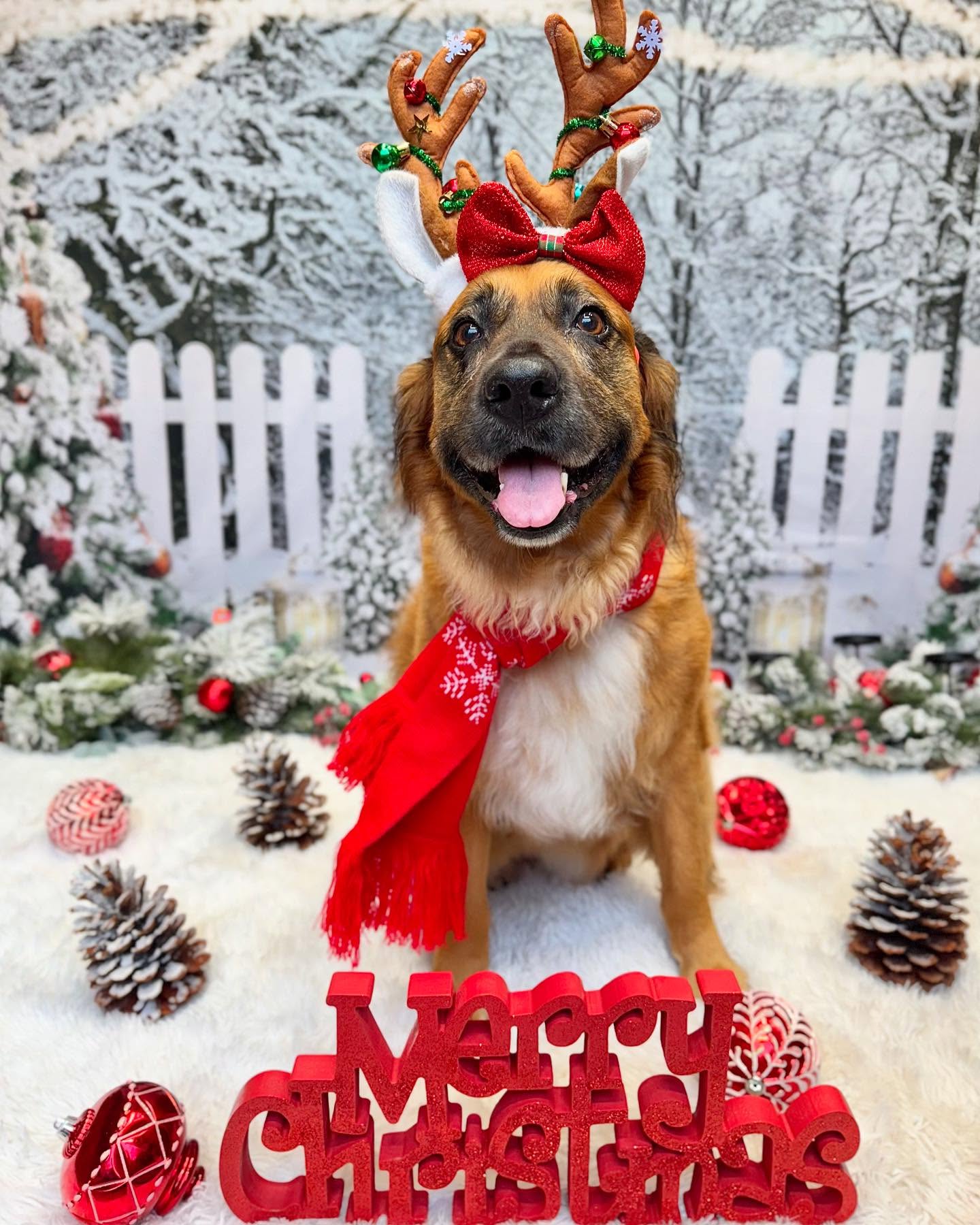 Gefrorene Waldlichterketten Weihnachtshintergrund D990