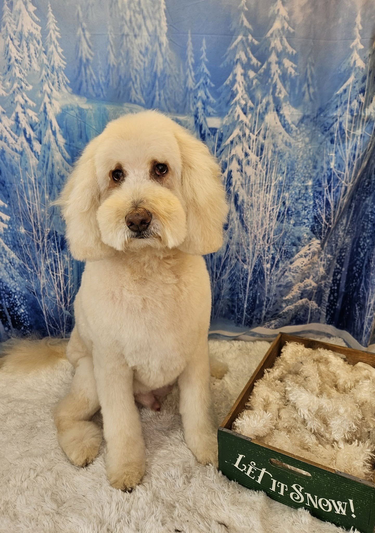 Wunderland Winter Schnee Hintergrund GG3