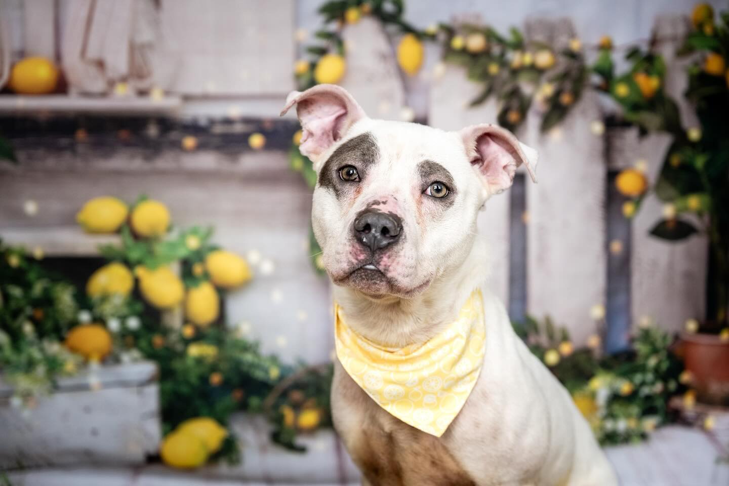 Frühlings Sommer Zitronenbaum Scheunen Hintergrund D1061