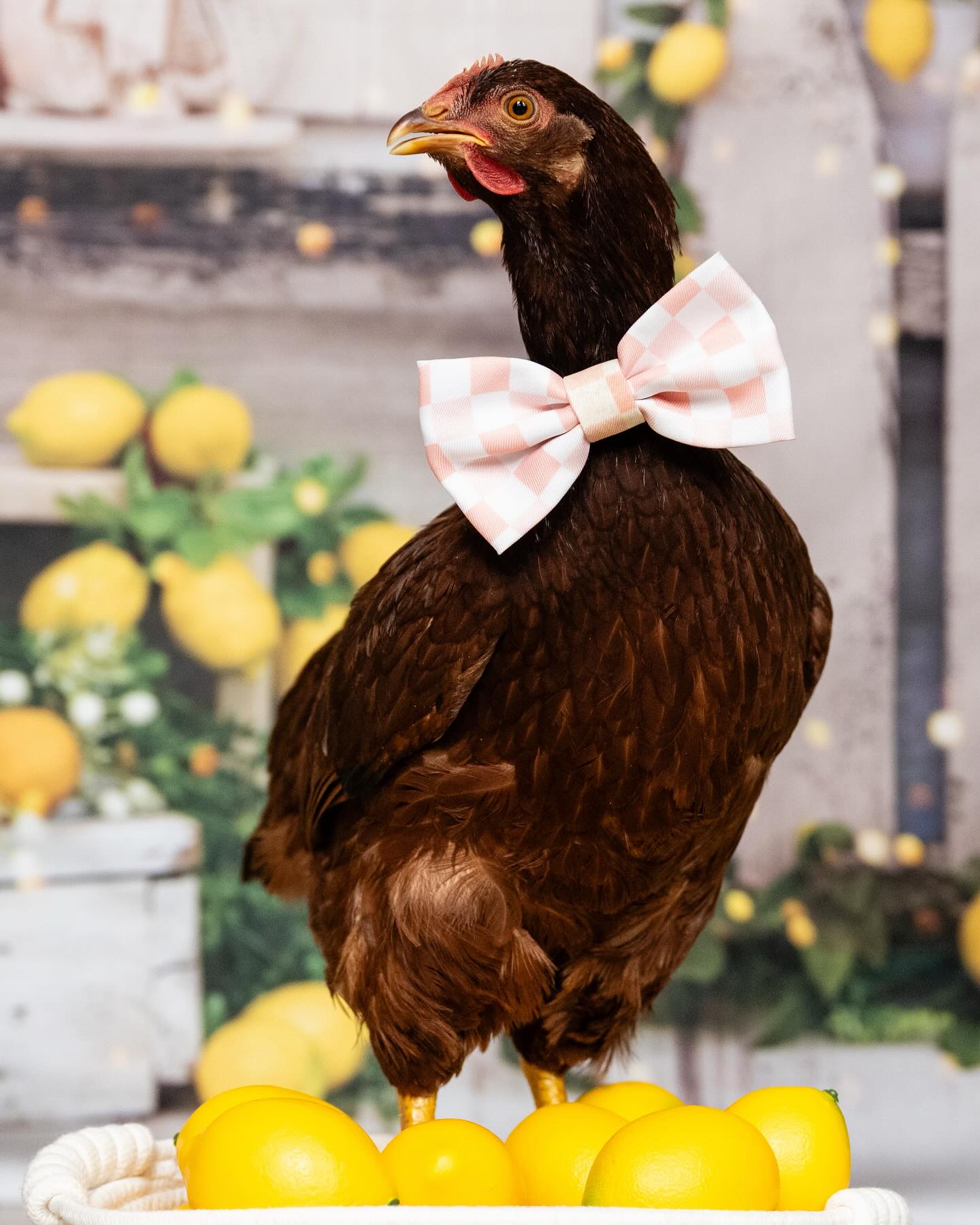 Frühlings Sommer Zitronenbaum Scheunen Hintergrund D1061