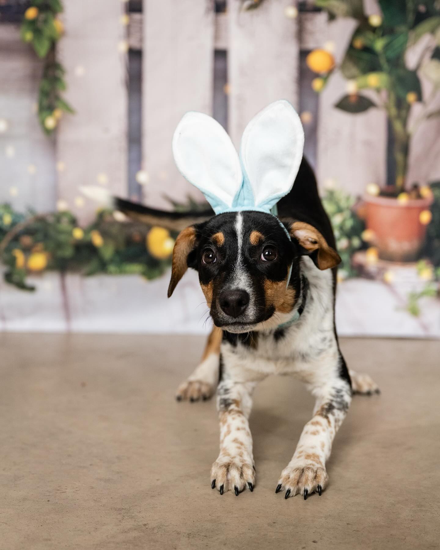 Frühlings Sommer Zitronenbaum Scheunen Hintergrund D1061