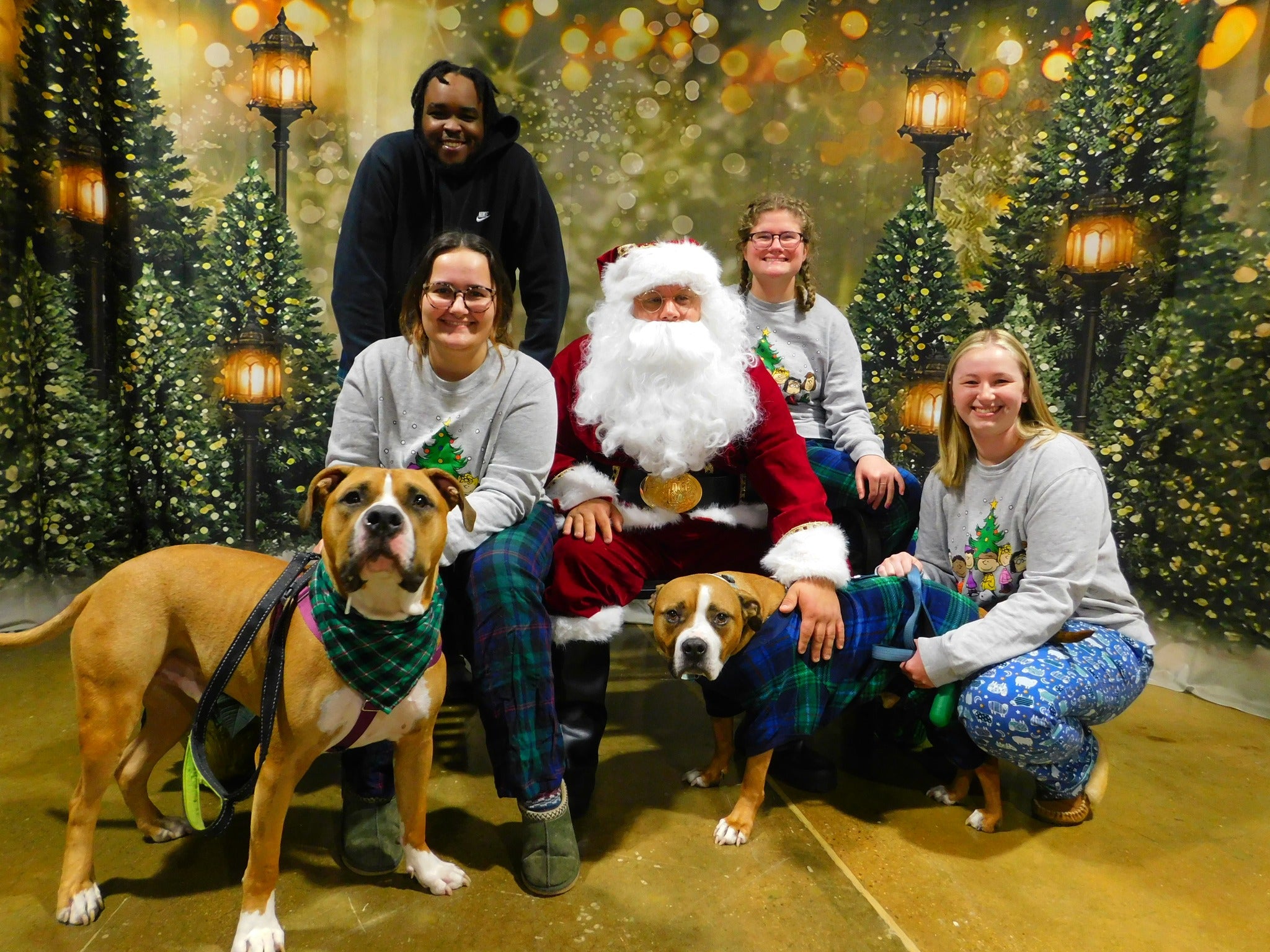 Weihnachtsbäume Lichter Blinkende Hintergründe G-1440