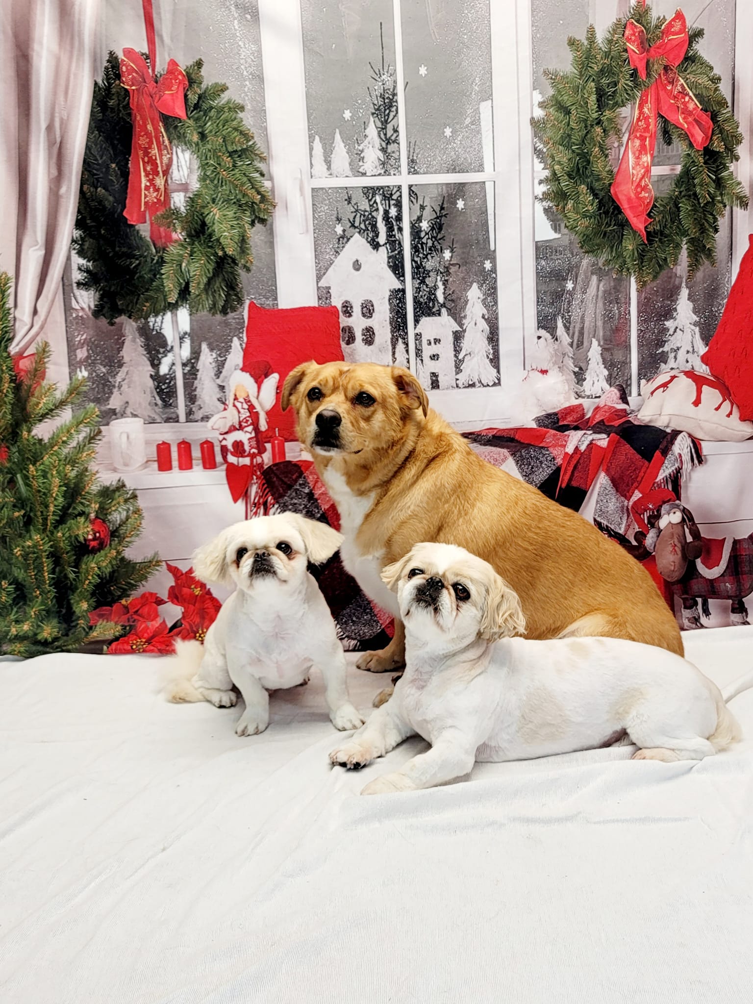 Weihnachtsdekor Raumfenster Fotografie Hintergrund DBD-H19180
