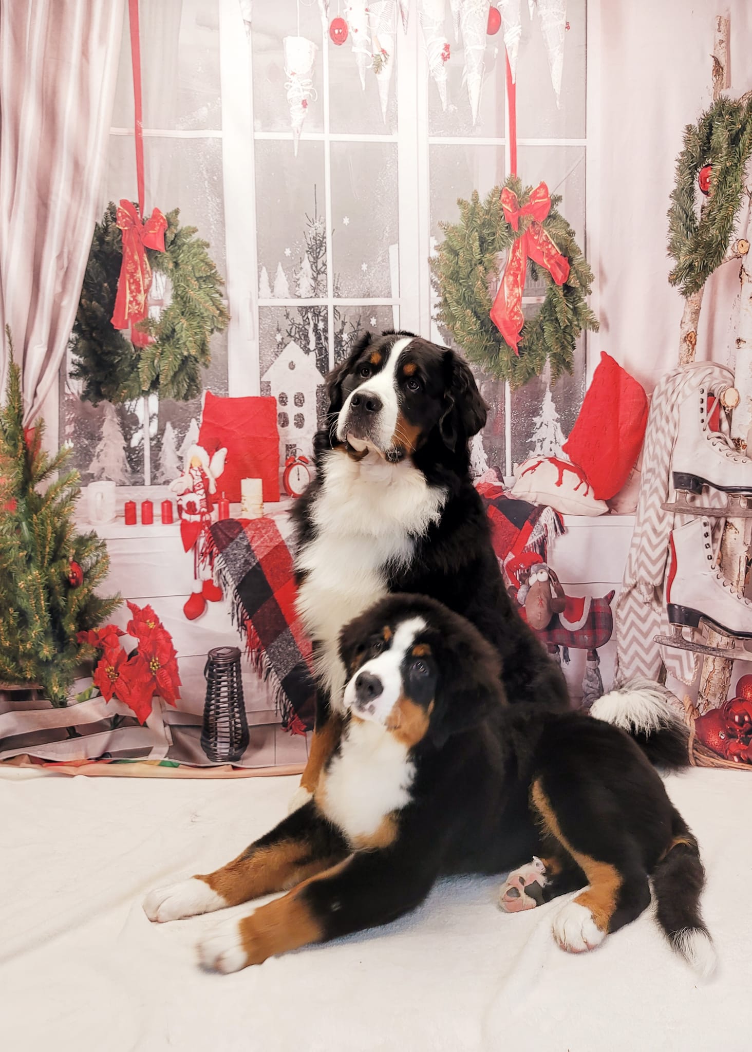 Weihnachtsdekor Raumfenster Fotografie Hintergrund DBD-H19180