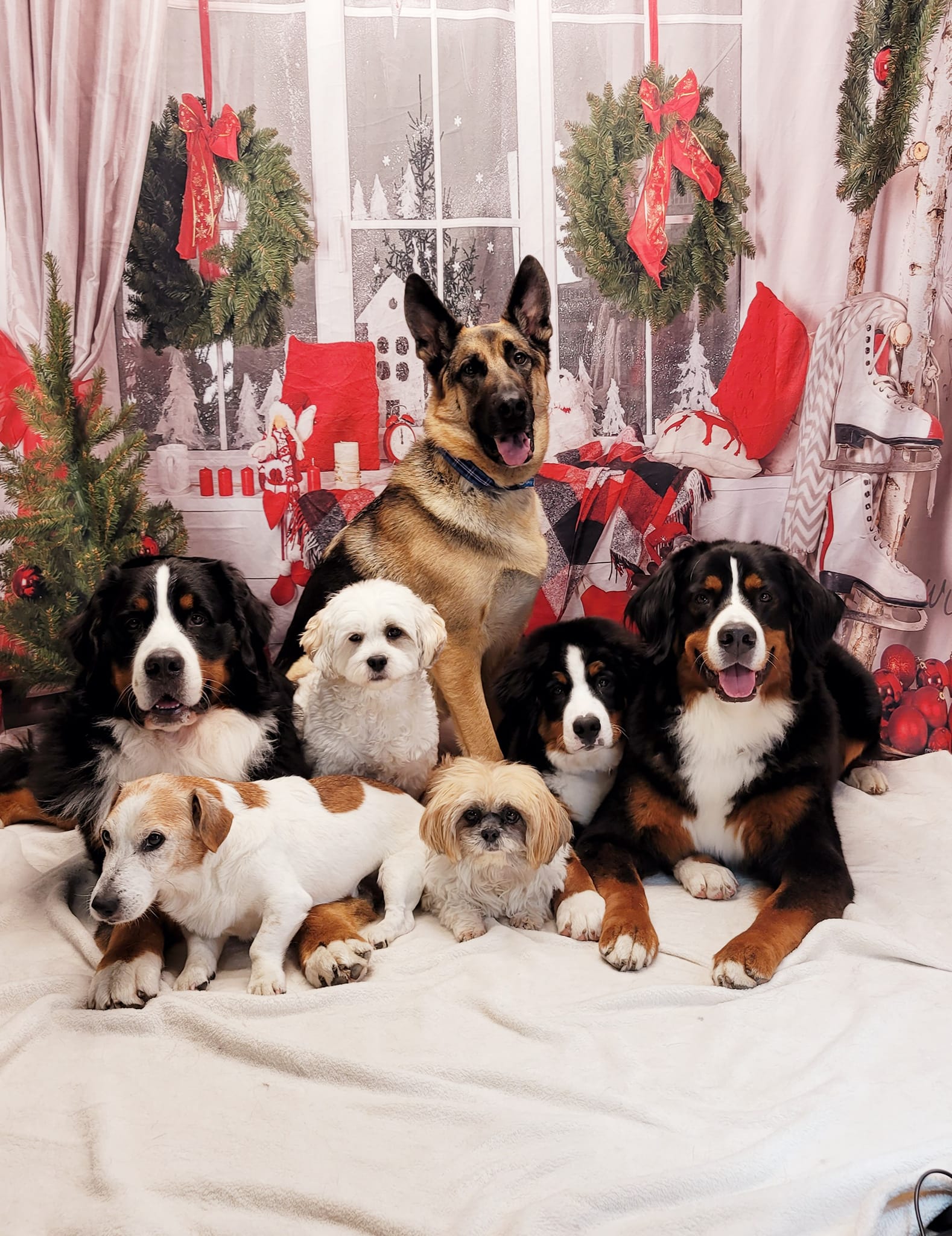 Weihnachtsdekor Raumfenster Fotografie Hintergrund DBD-H19180