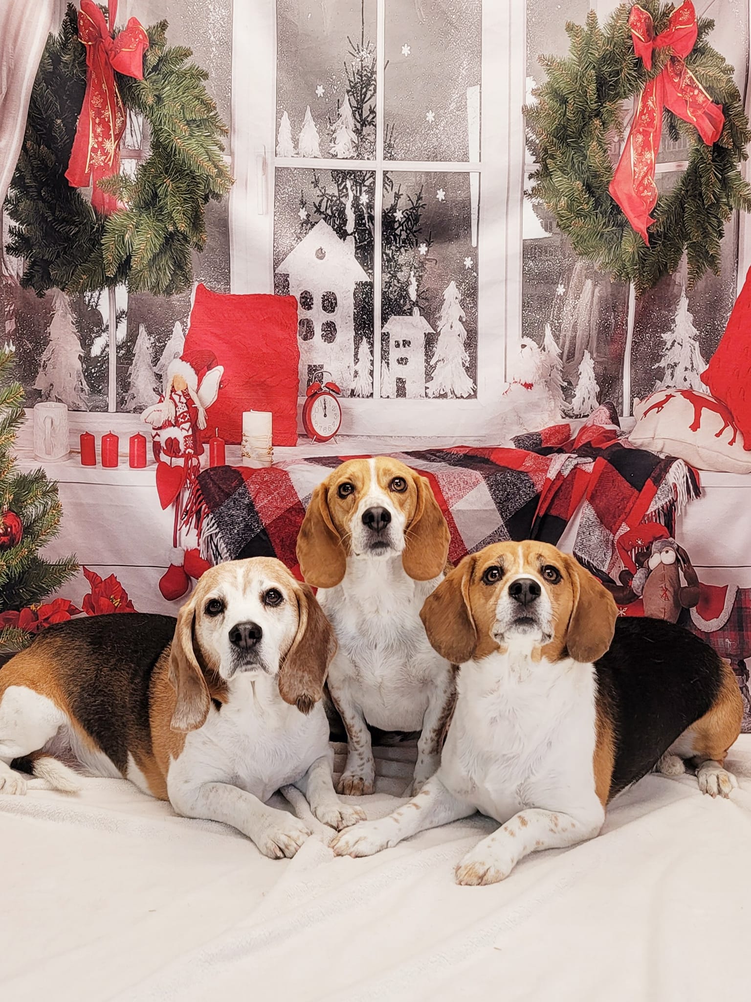 Weihnachtsdekor Raumfenster Fotografie Hintergrund DBD-H19180