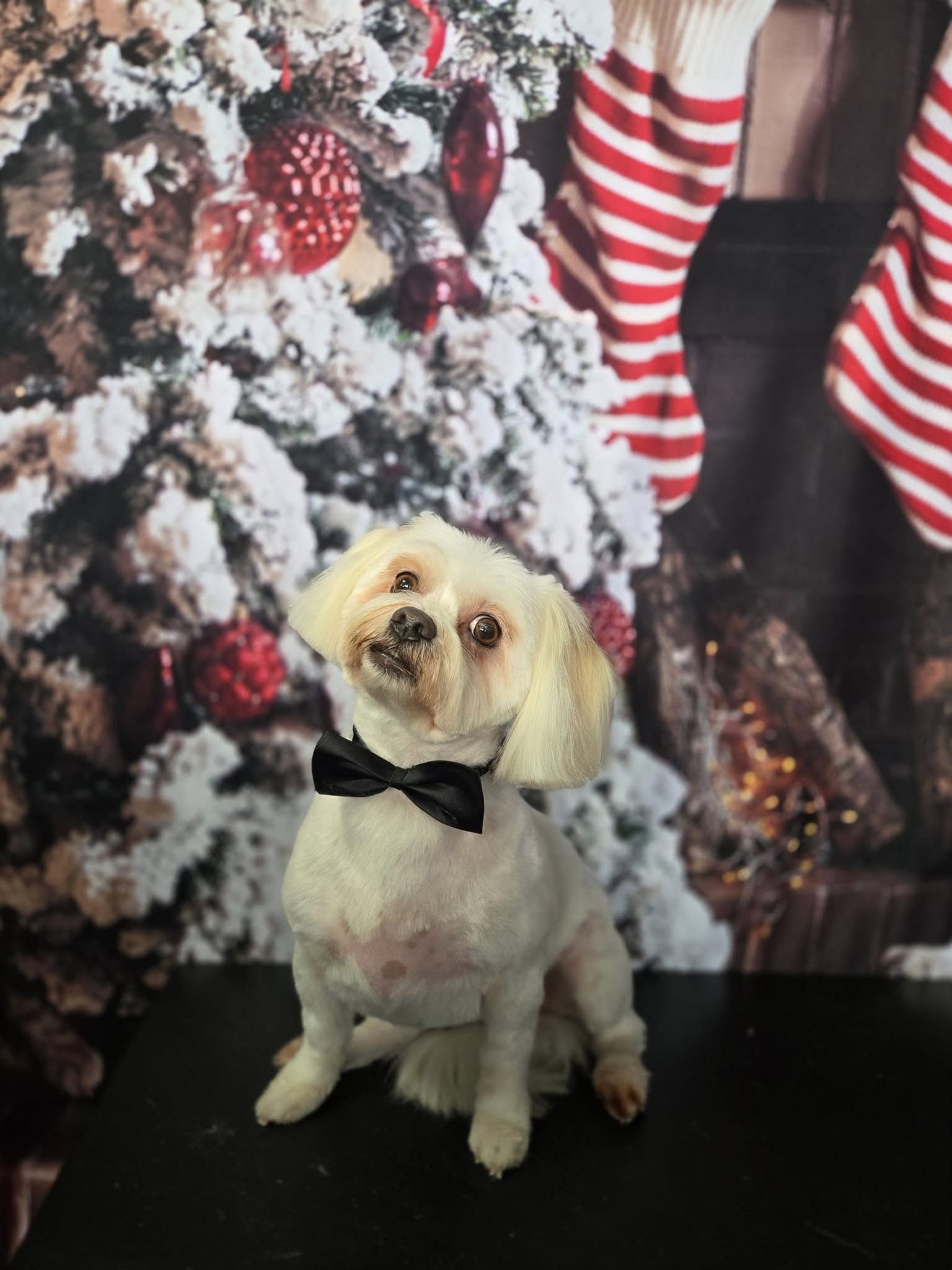 Weihnachtsbaum-Kamin-Dekoration-Hintergrund für Fotoshooting KAT-63