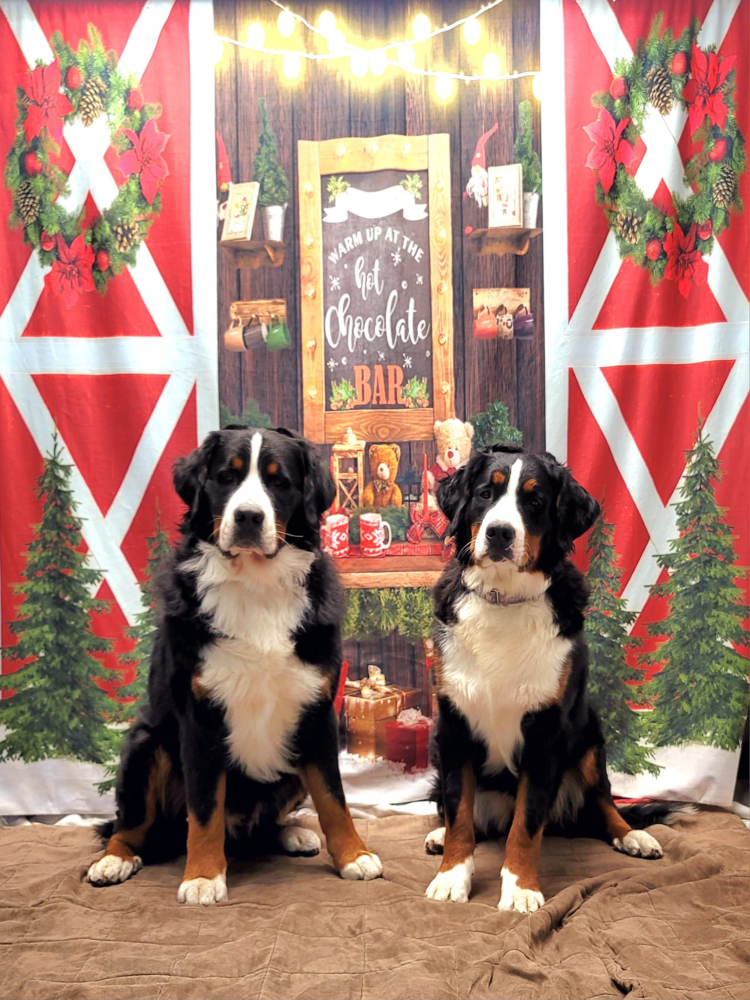 Tannenbaum-Kranz-Weihnachtshintergrund-mit-heißer-Schokolade-D932
