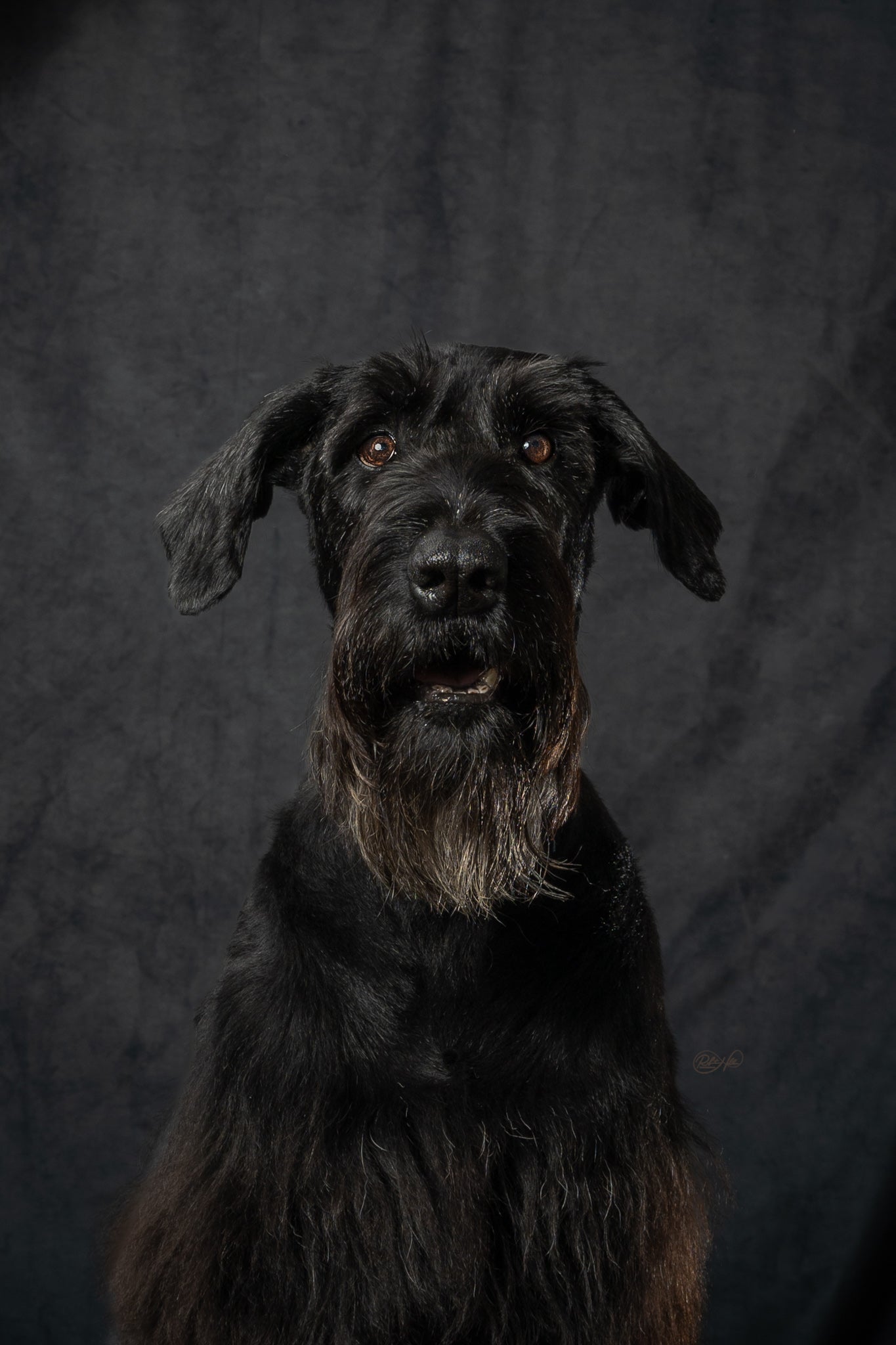 Dunkler Abstrakter Beschaffenheits-Hintergrund für Fotografie D87