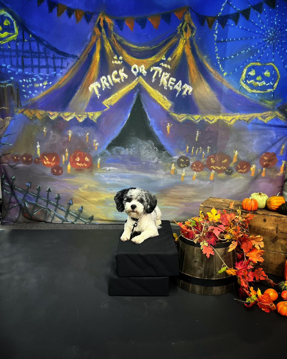 Halloween-Fotohintergrund Karnevalszelt Kürbisse Mond Halloween-Fotohintergrund MRR9-102