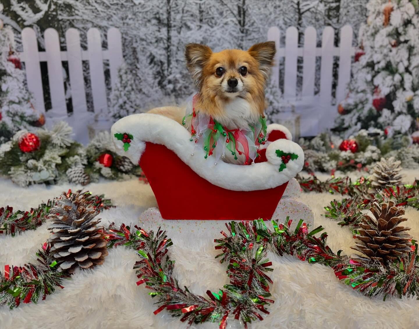 Gefrorene Waldlichterketten Weihnachtshintergrund D990