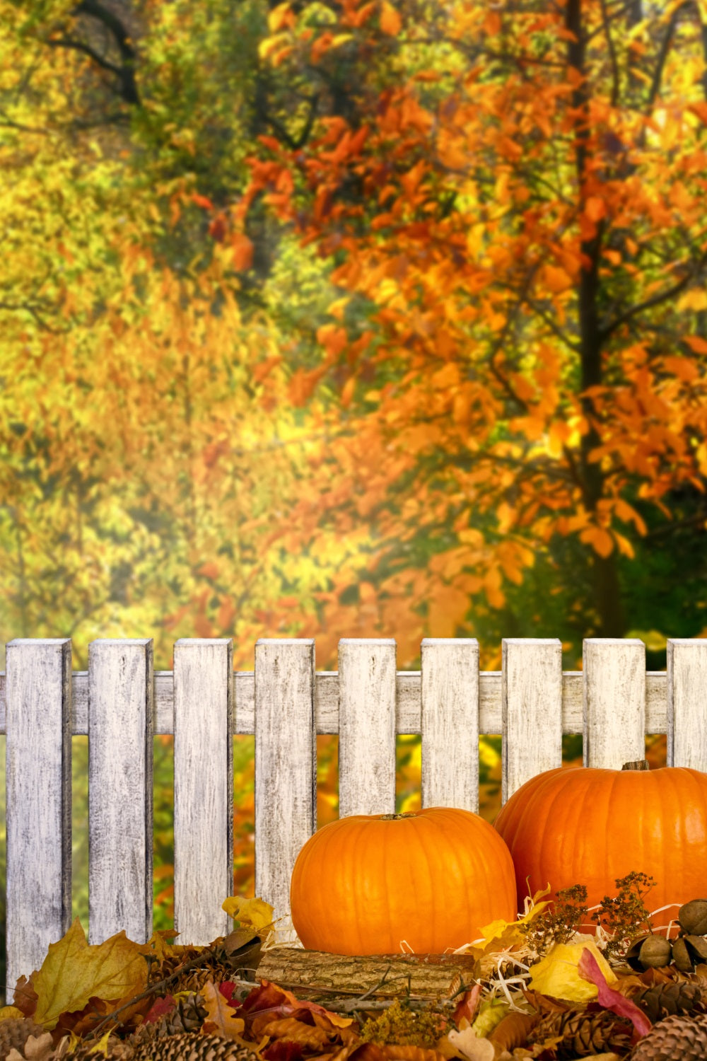 Herbst Fotohintergründe Rustikaler Zaun Kürbisse Hintergrund BRP10-266