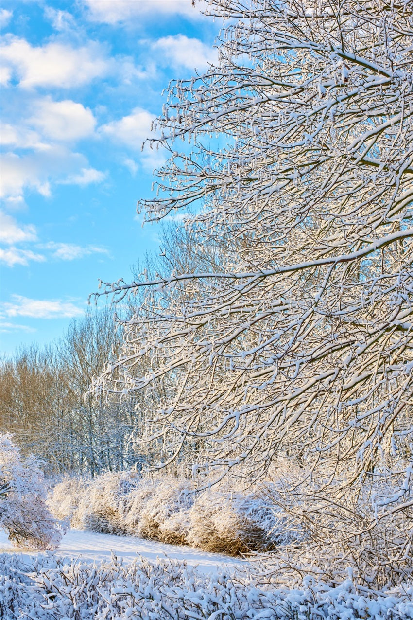 Winter Hintergrund Frostige Zweige Heller Himmel Hintergrund BRP11-68