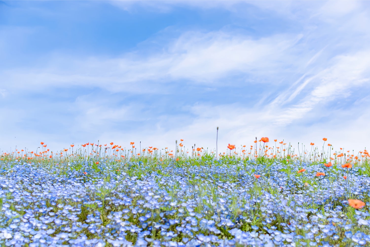 Floral Backdrops Für Fotografie Blaue Wildblumen Wiese Himmel Backdrop BRP2-95