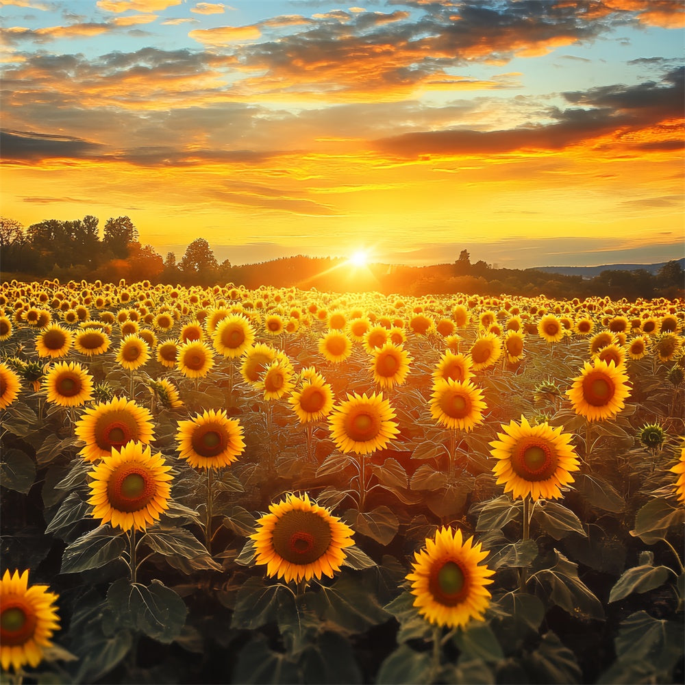 Sonnenuntergang Fotokulisse Feuerhimmel Sonnenblume Herbstkulisse BRP57-172