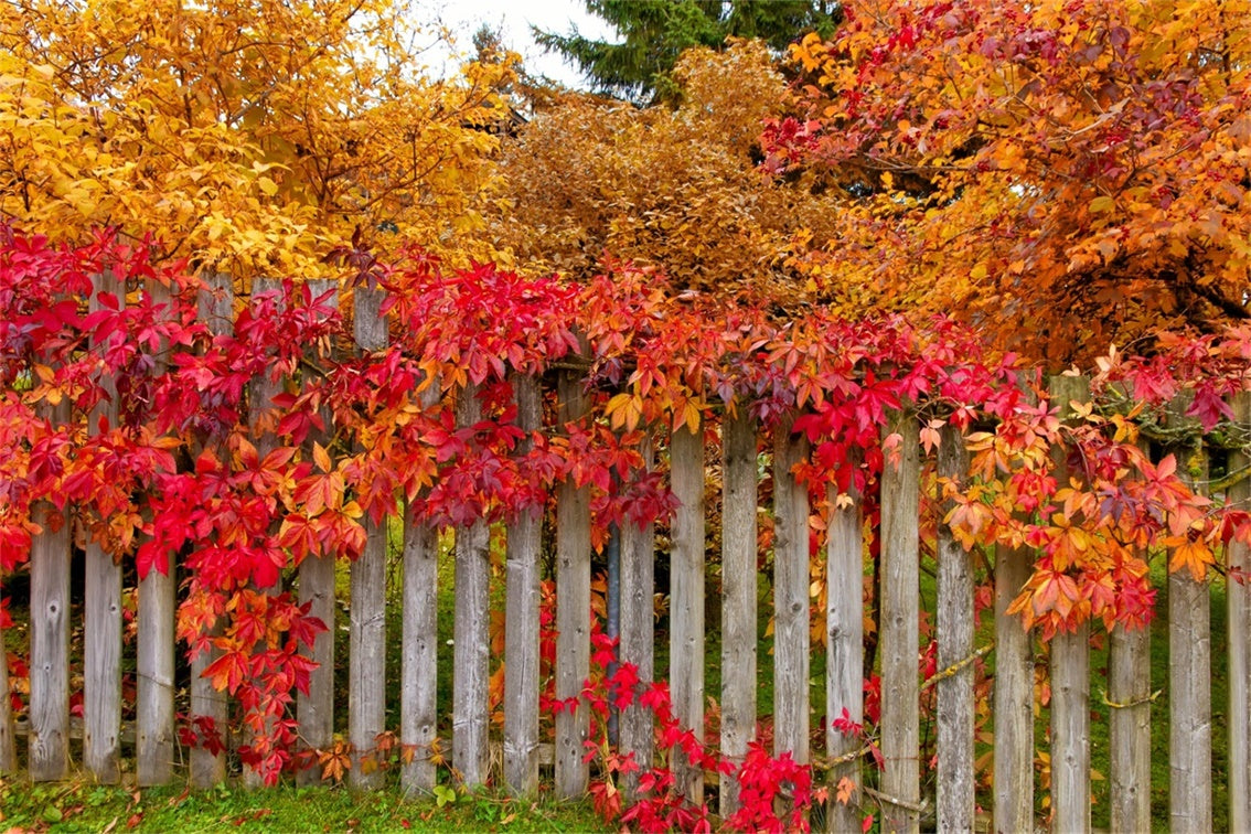 Herbstzaun mit bunten Blättern Hintergrund BRP7-200