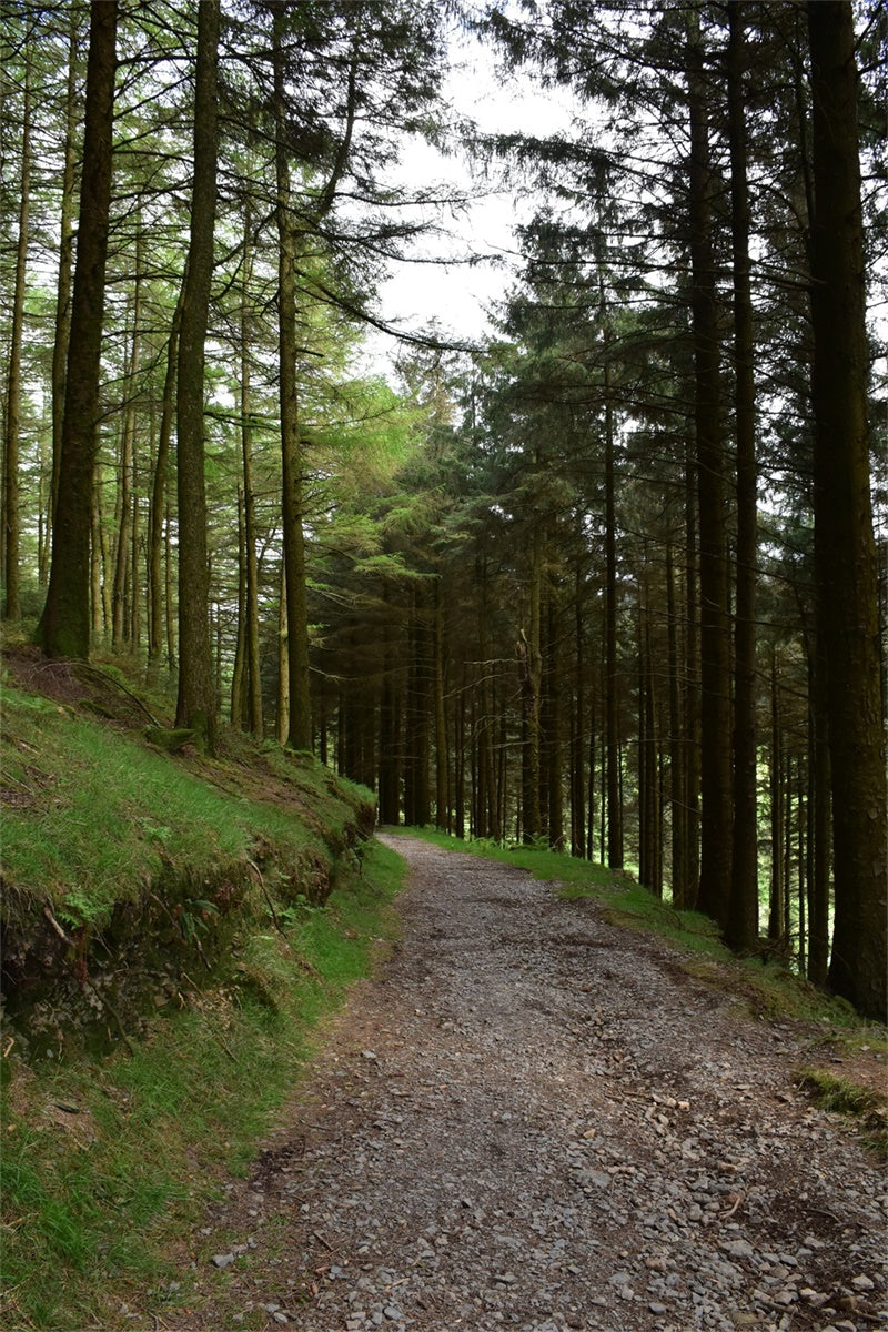 Wald-Fotohintergrund Rustikaler Wald-Kiesweg-Hintergrund CJJ2-118