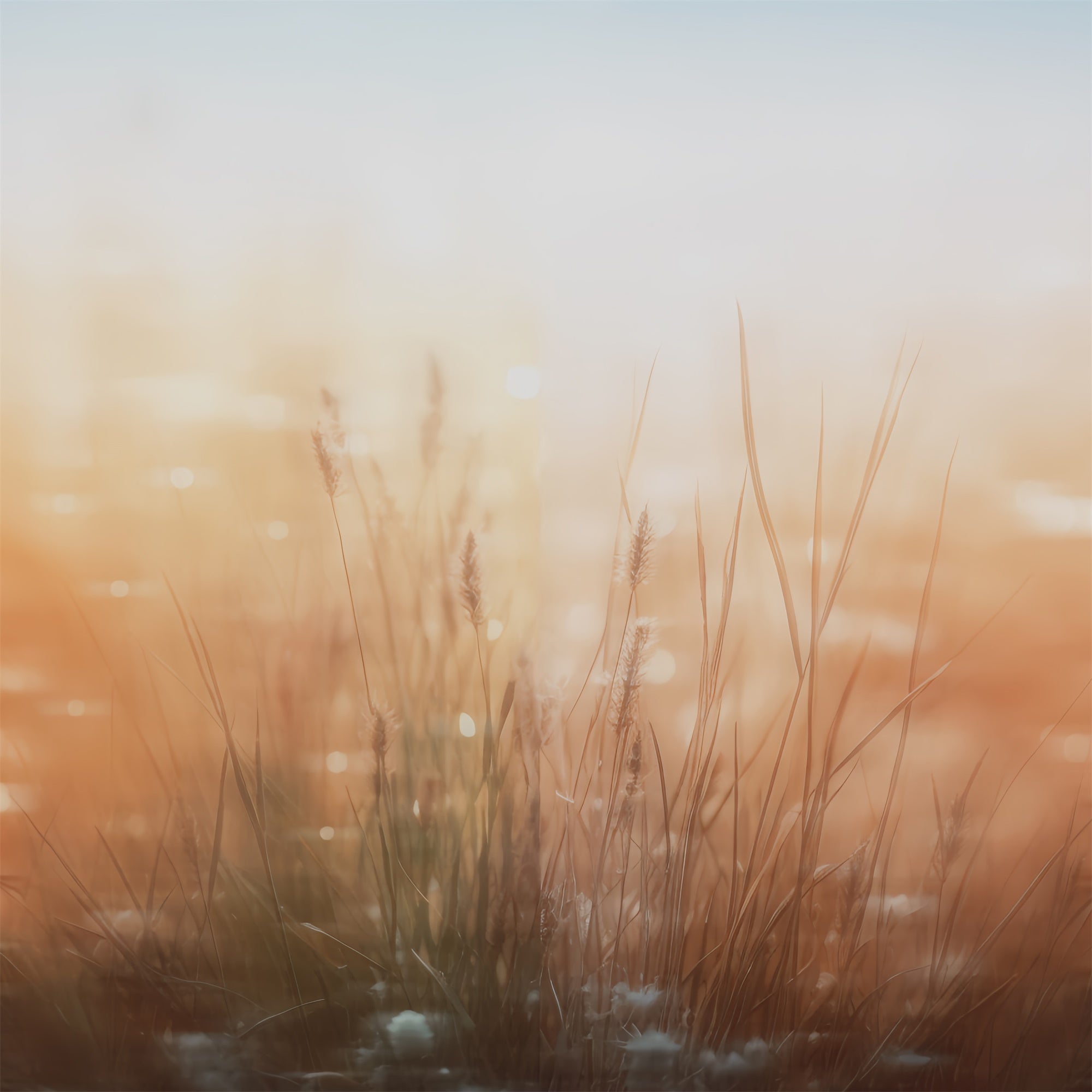 Porträtfotografie Backdrops Weiche Wiese Brise Backdrop CSH4-202