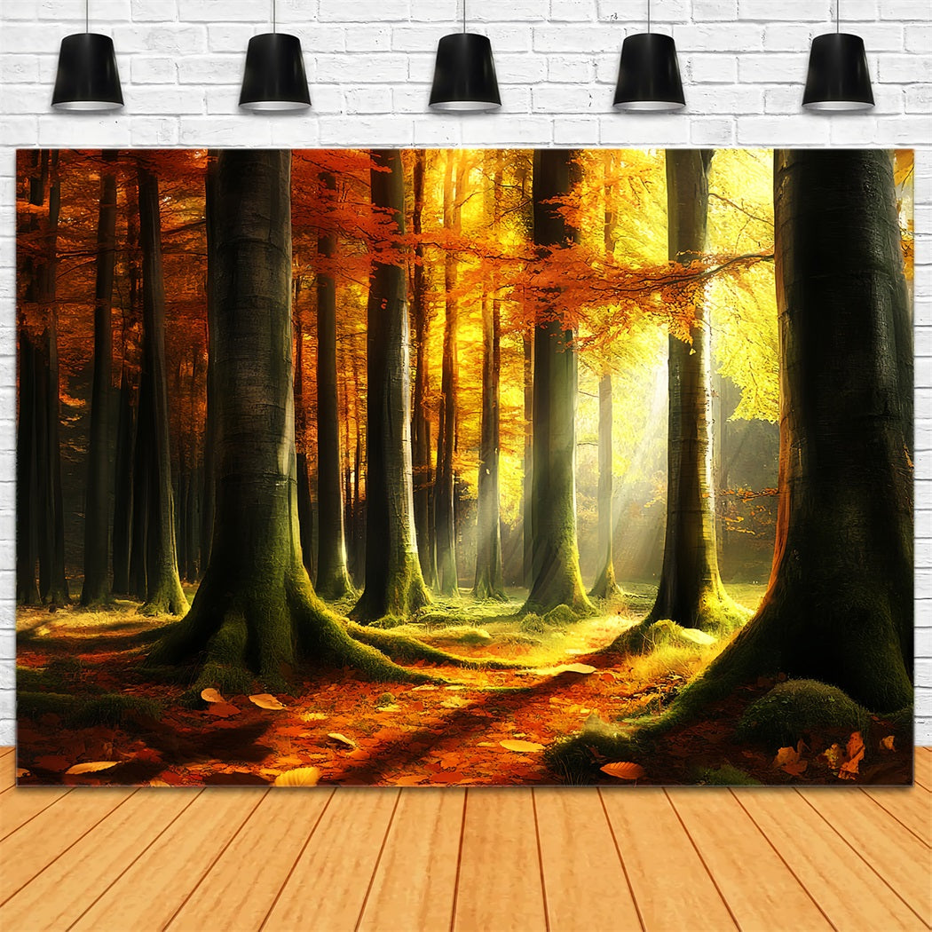 Herbst-Naturkulisse Mystisches Licht Herbstwald Herbst Fotohintergrund CSH58-231
