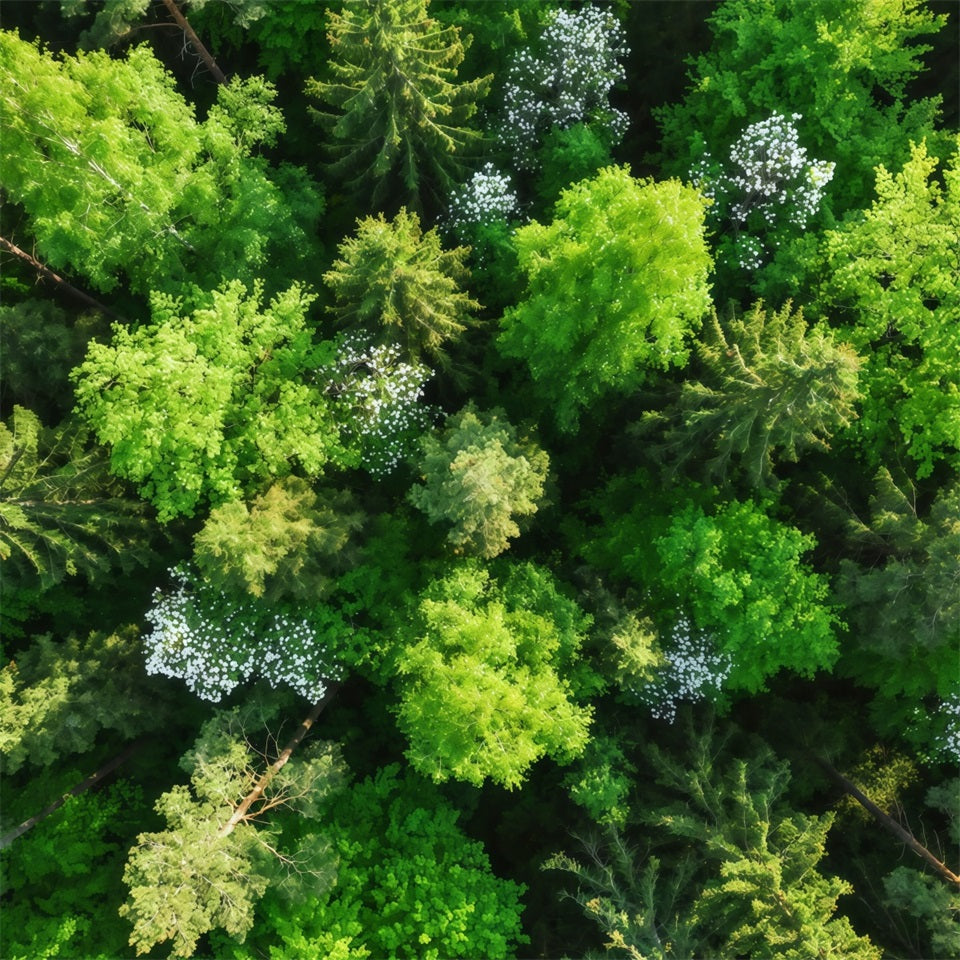 Kiefernwald-Kulisse Smaragdgrüner Blätterdach-Blick aus der Vogelperspektive Waldfotografie-Kulisse CSH61-216