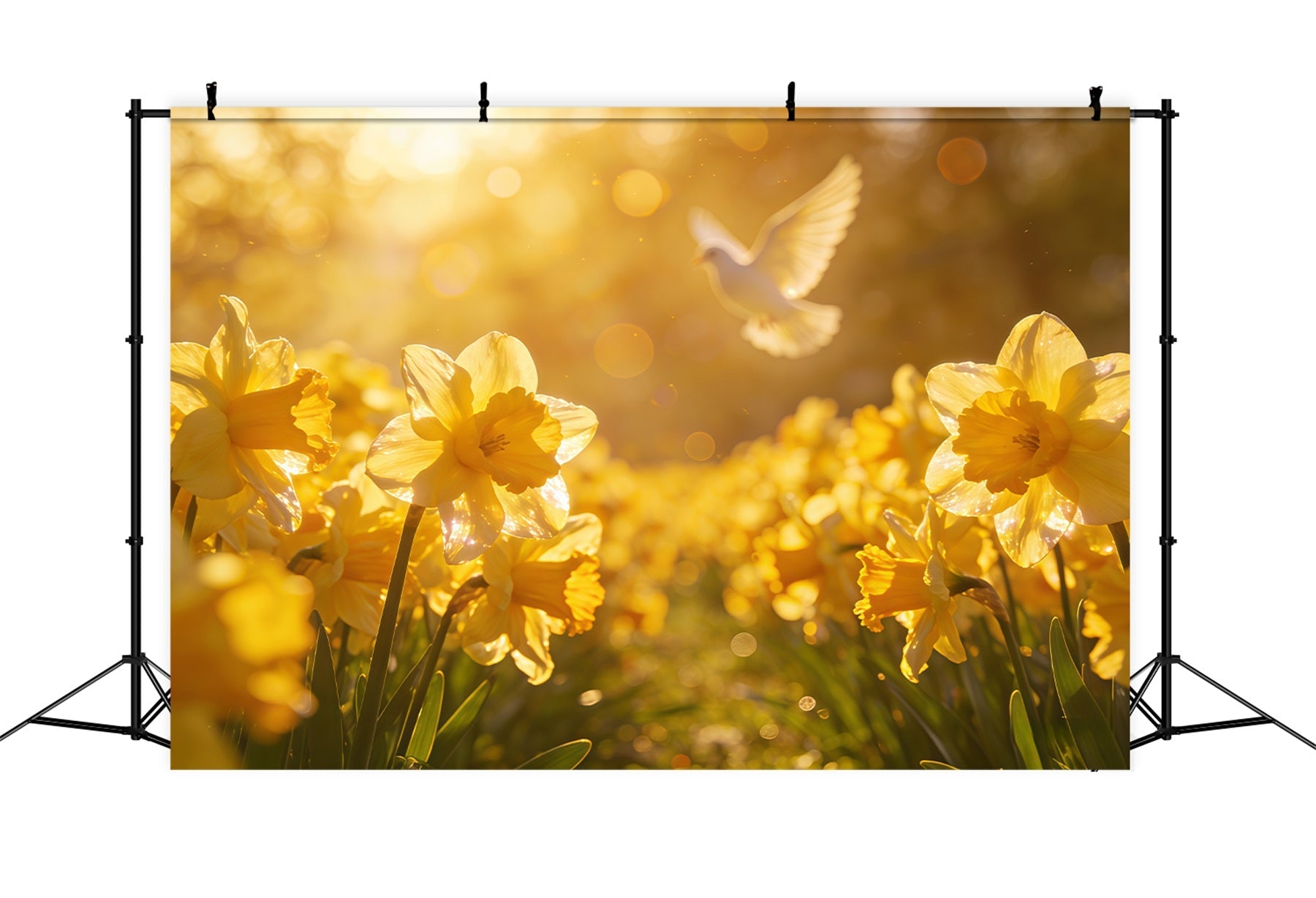 Oster-Narzsen-Hintergrund Goldener Frühlingsfeld Taube Glühen Oster-Hintergrund für Fotografie CSH61-68