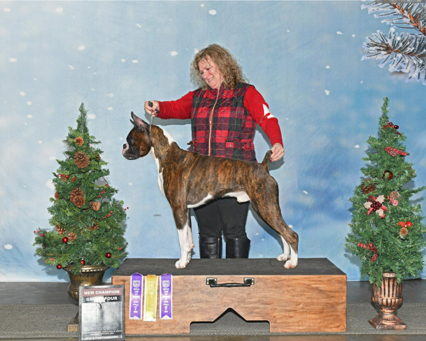 Schneeflocken Bokeh Weihnachtsbaum Foto Hintergrund DBD-19307
