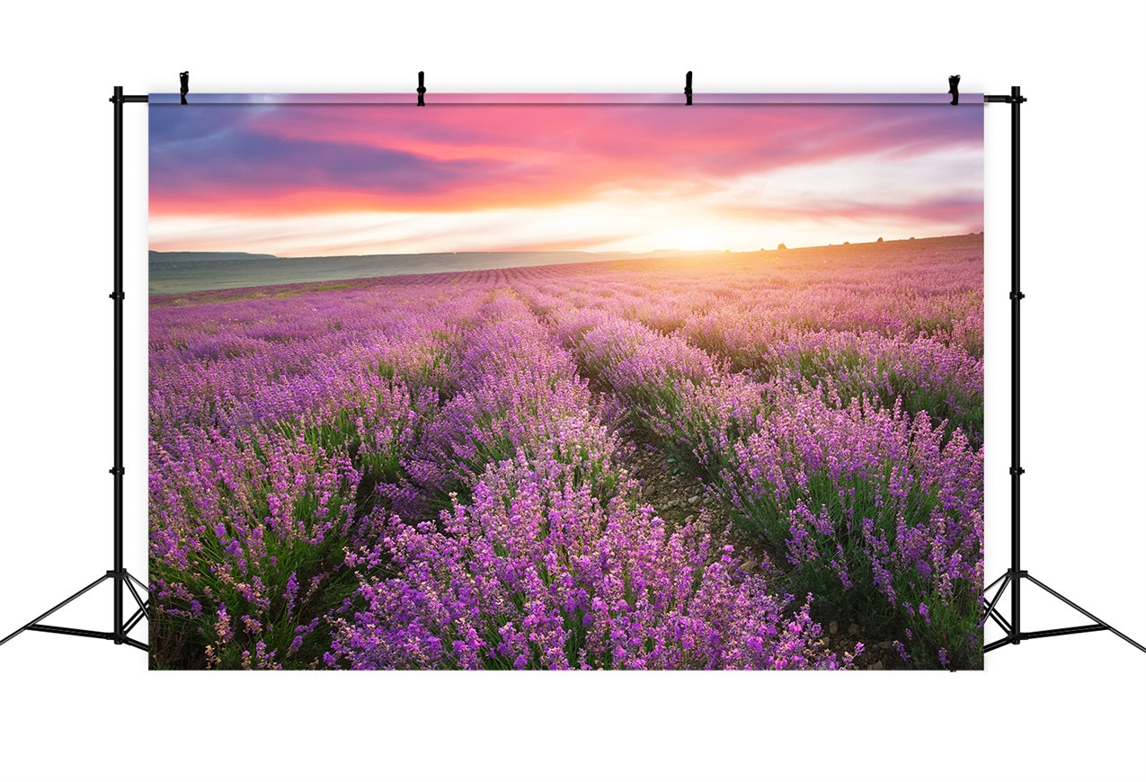 Lila Hintergrund für Fotografie Sonnenuntergang Lavendel Reihen Hintergrund GQ4-22