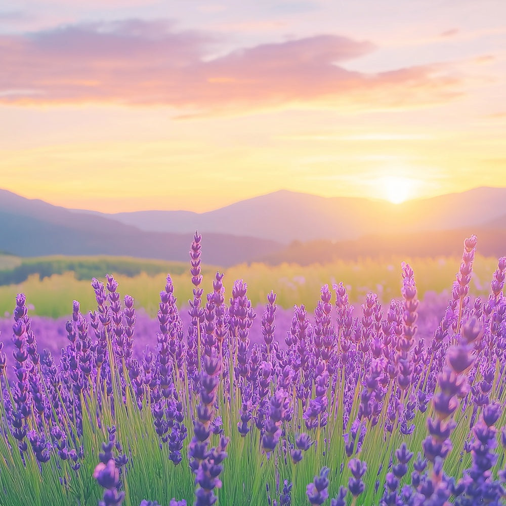 Lila Blumen Hintergrund Lavendel Sonnenuntergang Feld Fotografie Hintergrund GQ4-27