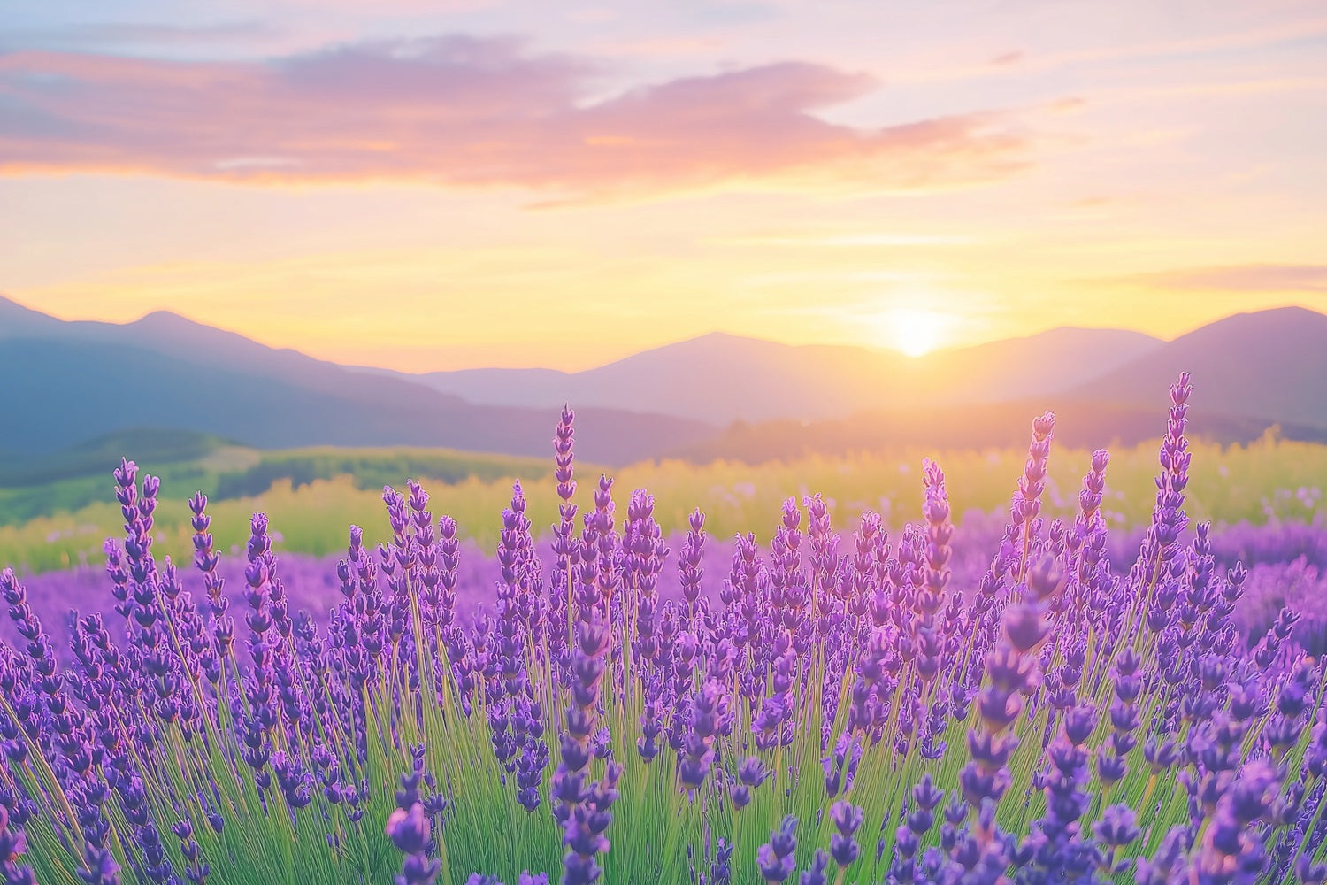 Lila Blumen Hintergrund Lavendel Sonnenuntergang Feld Fotografie Hintergrund GQ4-27