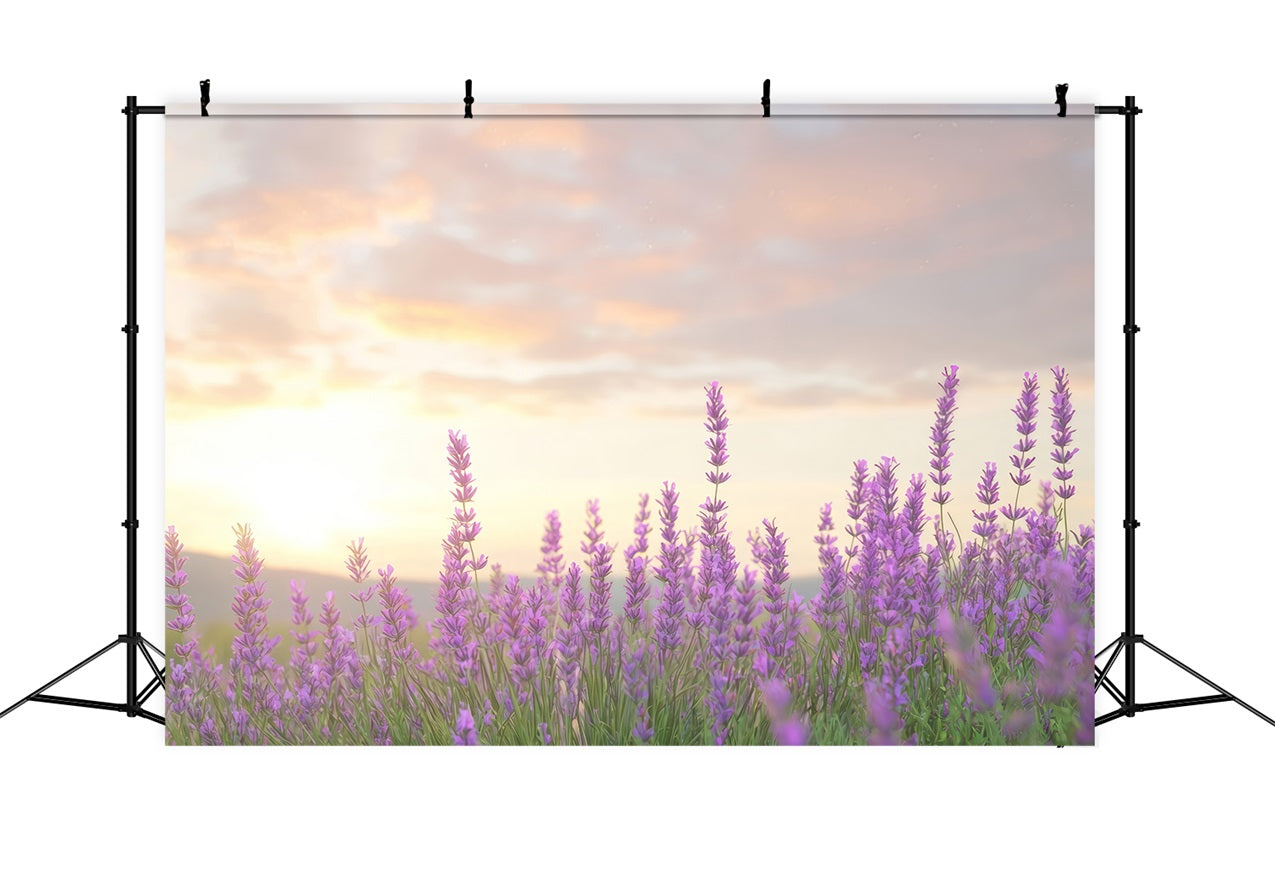 Lavendel Backdrops Warmes Glühen Lila Blume Hintergrund GQ4-33