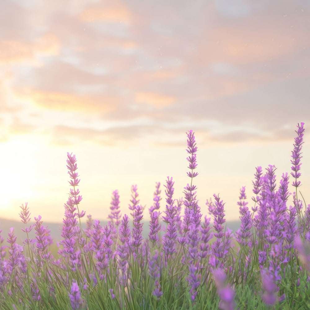 Lavendel Backdrops Warmes Glühen Lila Blume Hintergrund GQ4-33