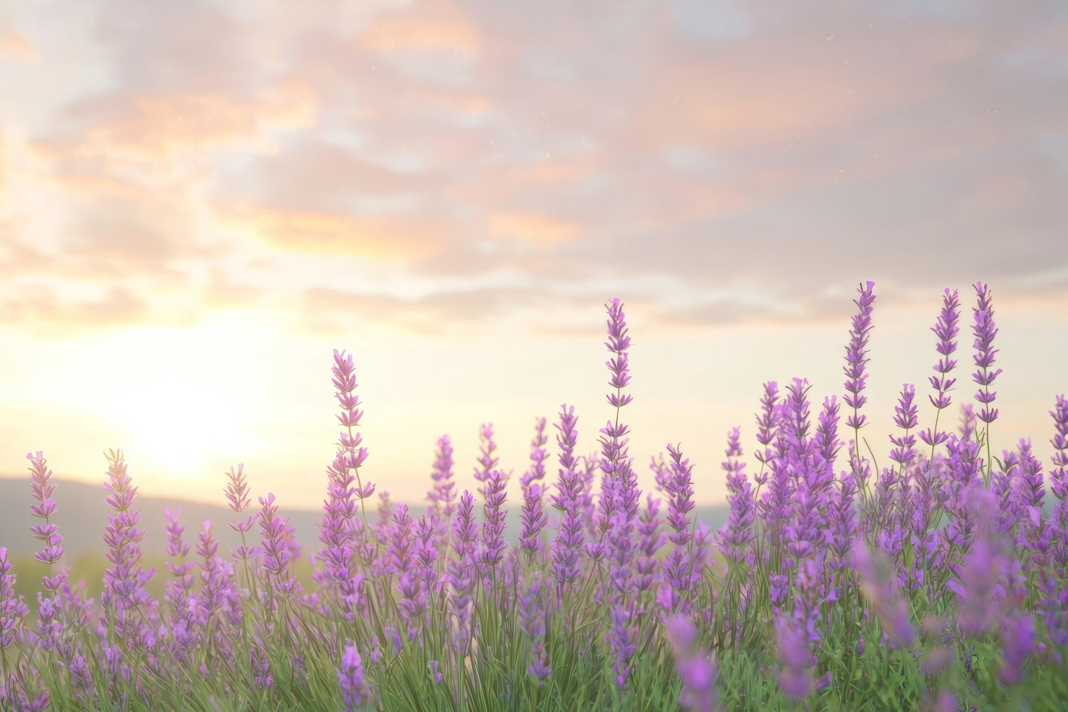Lavendel Backdrops Warmes Glühen Lila Blume Hintergrund GQ4-33