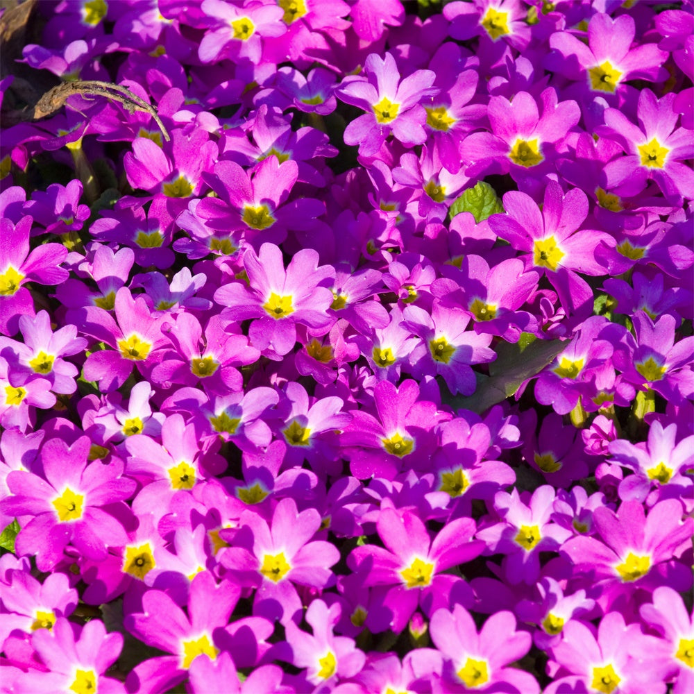 Violetter Blumenhintergrund Vibrant Wildflower Bloom Backdrop GTY3-30