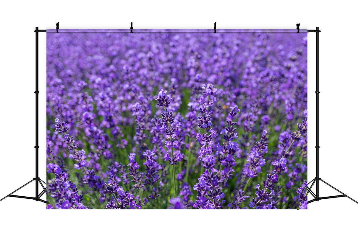 Blumen Fotokulisse Bezaubernde Lavendel Weite Kulisse GTY3-33