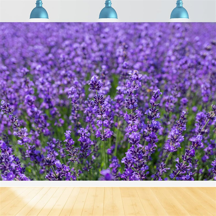 Blumen Fotokulisse Bezaubernde Lavendel Weite Kulisse GTY3-33