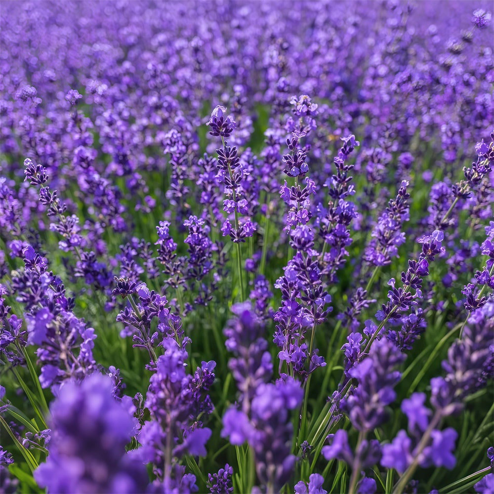 Blumen Fotokulisse Bezaubernde Lavendel Weite Kulisse GTY3-33