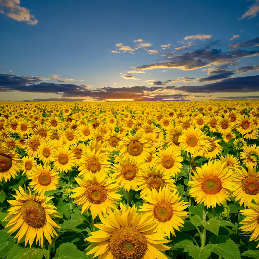 Sunflower Backdrops Goldene Sonnenblume Sonnenuntergang Feld Sommer Hintergrund GTY3-381