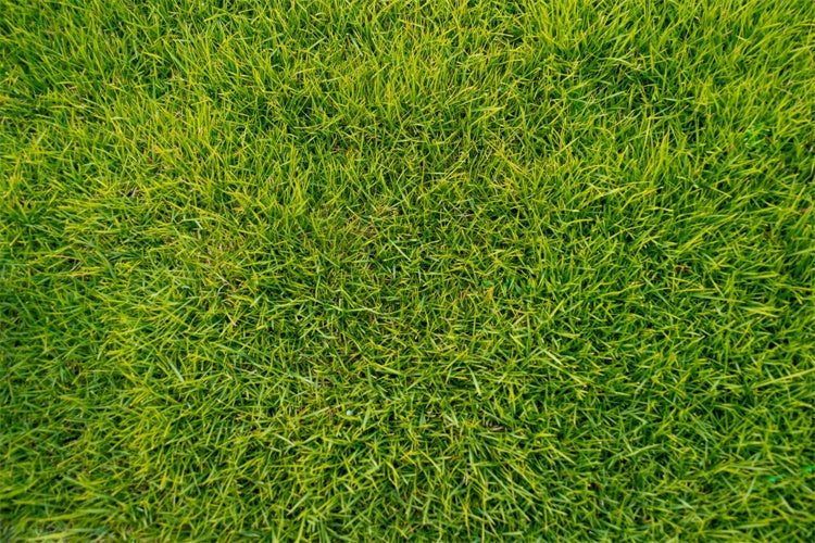 Floor Backdrop Fotografie Lush Green Grass Floor Backdrop LXX2-227