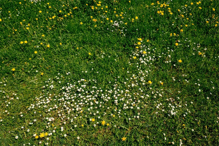 Fotohintergrund Boden Wildblumenwiese Grüner Bodenhintergrund LXX2-228