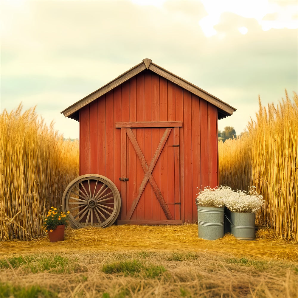 Scheune Backdrops Goldenes Weizenfeld Rustikale Foto Hintergrund LXX57-380