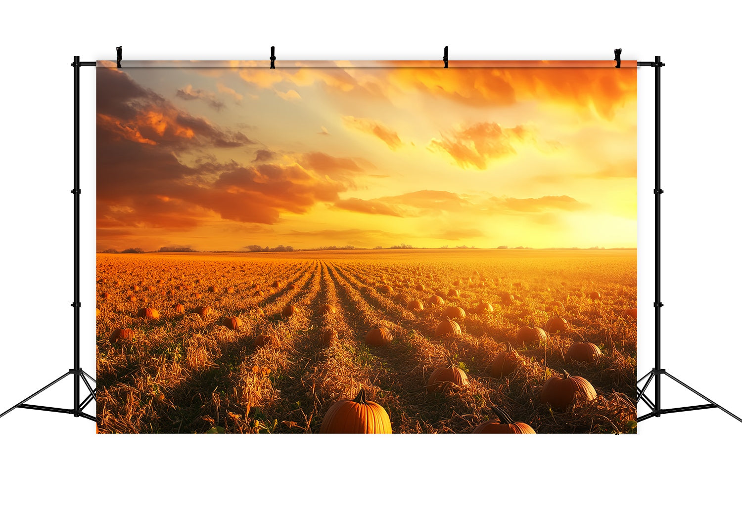 Herbstkulisse Kürbisreihen Glühender Horizont Kürbis Kulisse LXX58-167