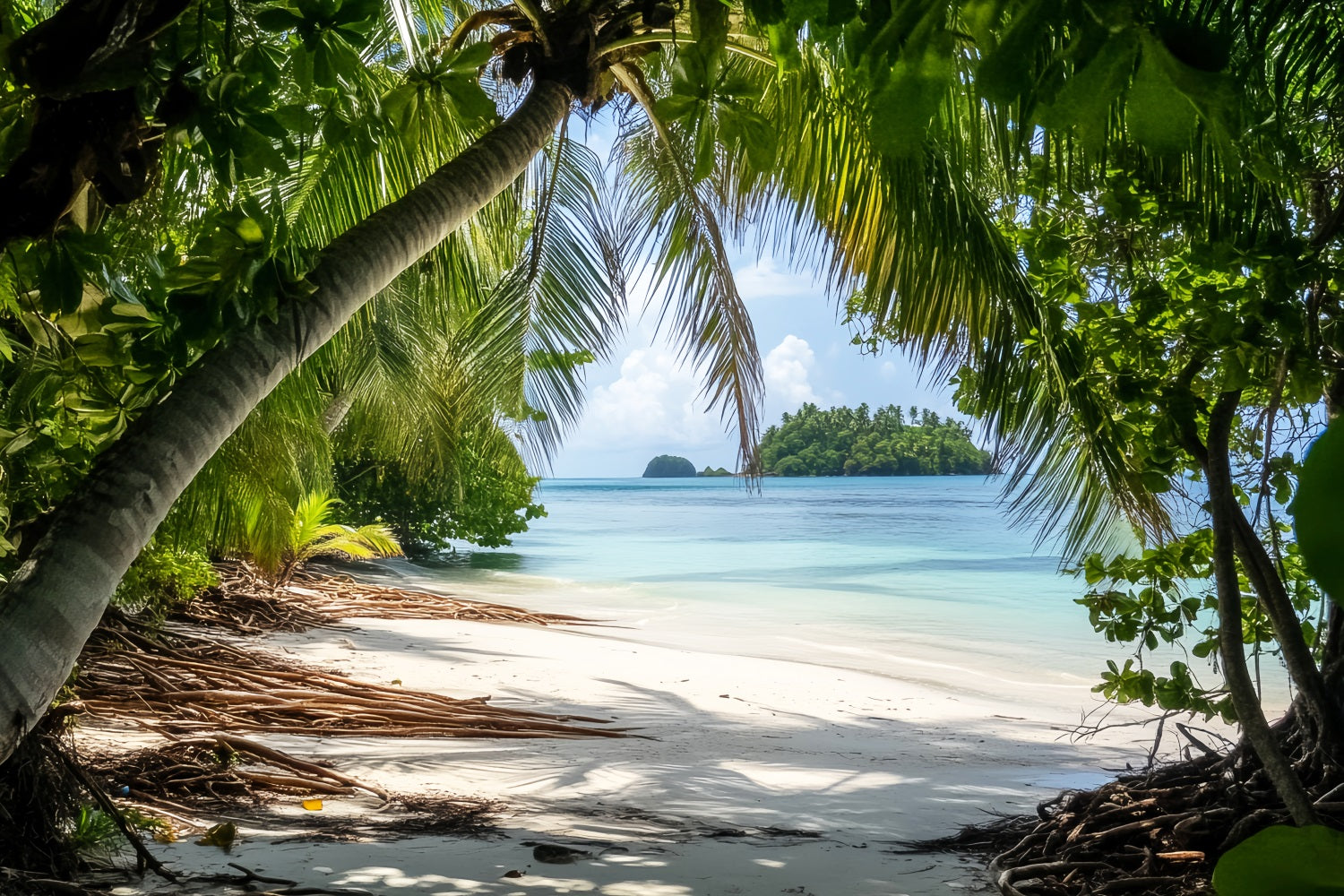 Regenwald Tropische Palmen Insel Küste Wald Foto Hintergrund LXX58-290