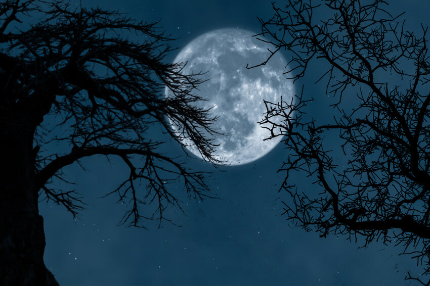 Leuchtender Mond gruselige Zweige Halloween-Hintergrund M6-135