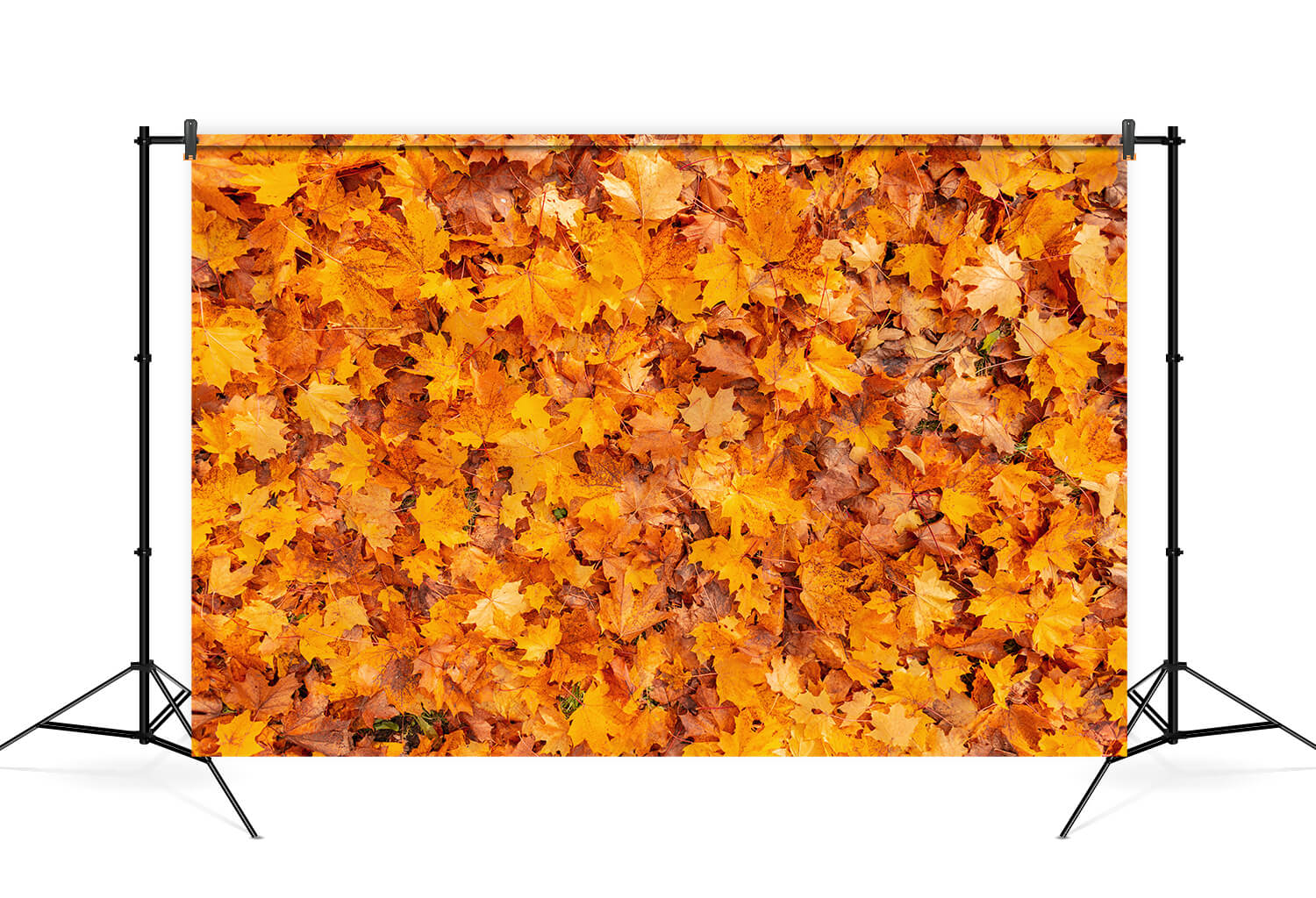Herbstliche Goldene Ahornblätter Fotografie Hintergrund M6-97