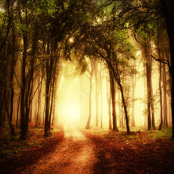 Herbst nebligen Weg Waldlandschaft Hintergrund M8-12