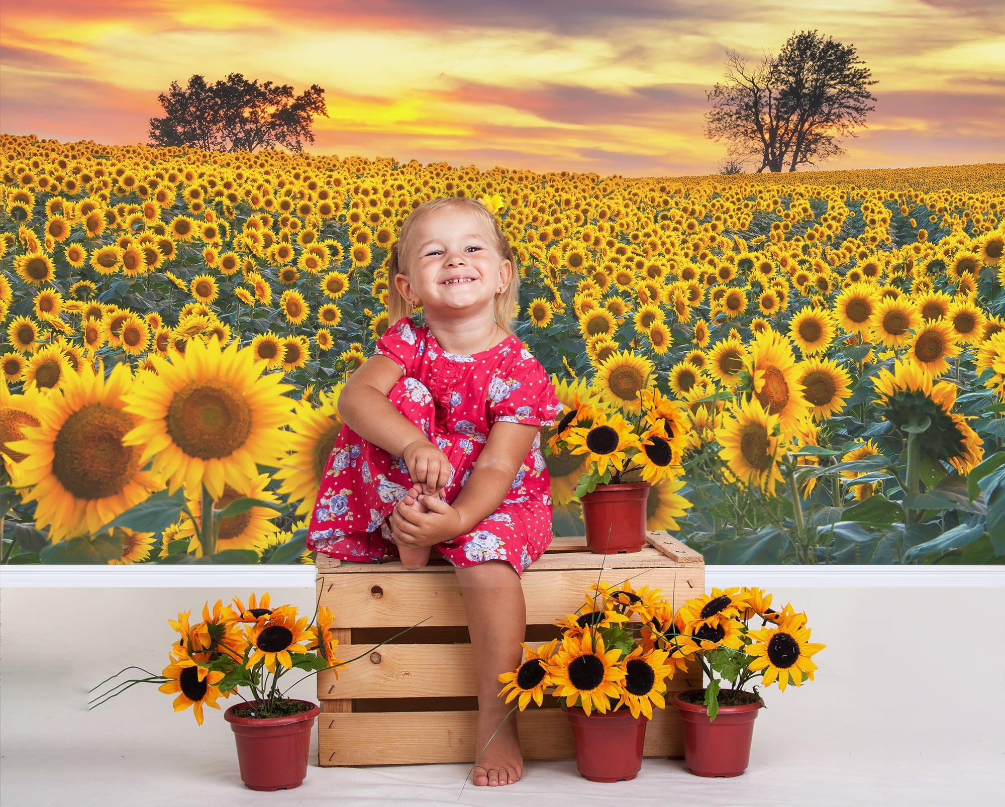 Sonnenblume Bauernhof Feld Fotografie Hintergrund M8-53